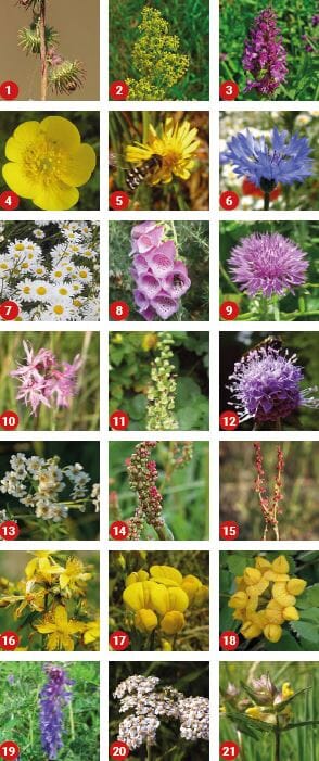 Wildflower Seeds for Acid Soils 100% - Landlife Wildflower