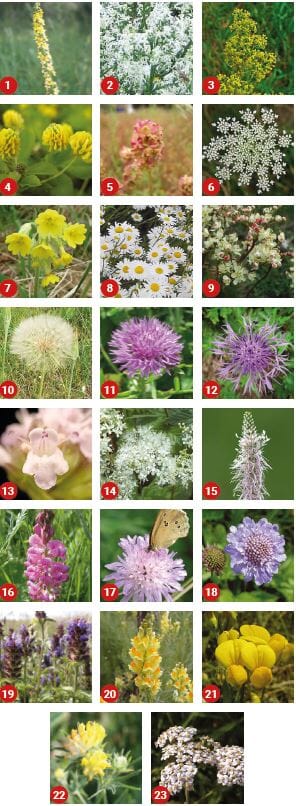 Wildflower Seeds for Chalk and Limestone Soils 80/20 - Landlife Wildflower