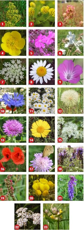 Wildflower Seeds to Restore and Enrich Grassland 100% - Landlife Wildflower