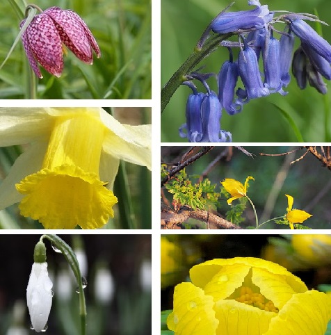 Wildflower Bulb Collection