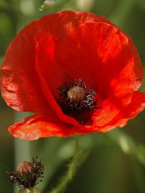 Common Poppy Seeds | Papaver rhoeas | Buy Online - Landlife Wildflower