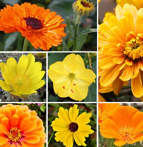 ColourMax Annual Flower Seed Mixes | Buy Online | Landlife Wildflowers