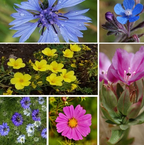 ColourMax Annual Flower Seed Mixes | Buy Online | Landlife Wildflowers