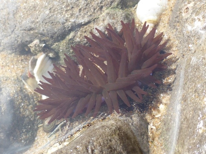 Anemone