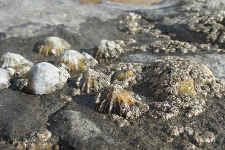 Limpets