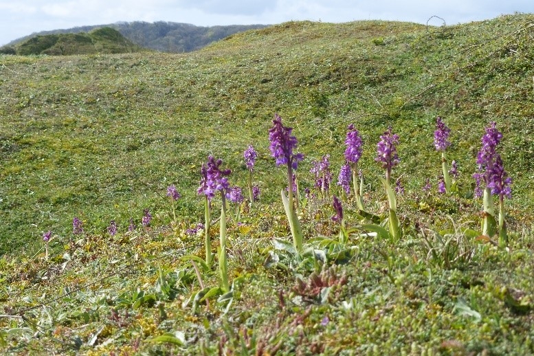 Early Purple Orchids