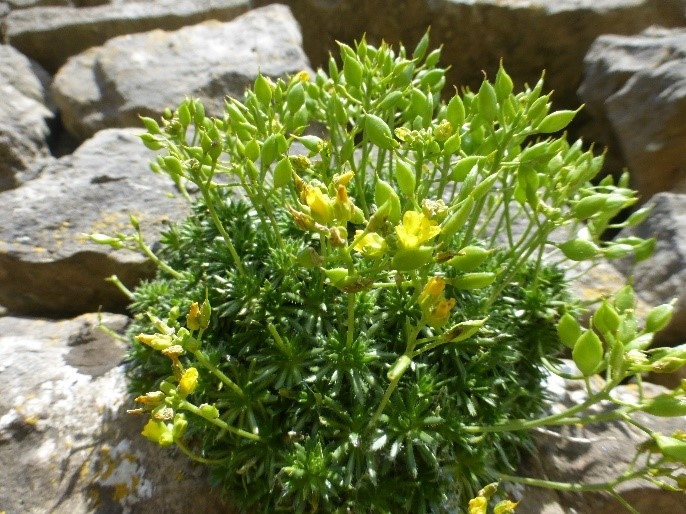 Yellow Whitlowgrass