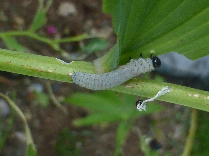 Caterpillar