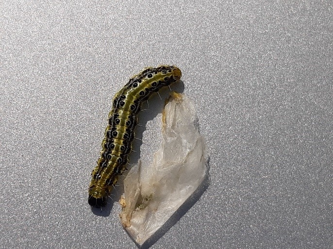 Caterpillar