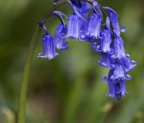 Bluebell Seeds, Hyacinthoides non-scripta