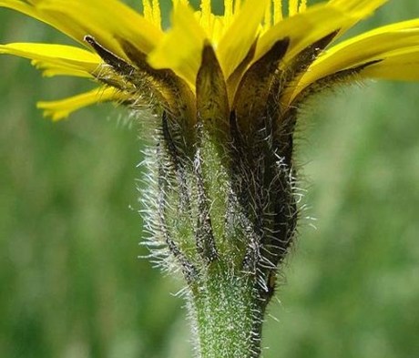 Rough Hawkbit Plants | Leontodon hispidus | Buy Online - Landlife ...