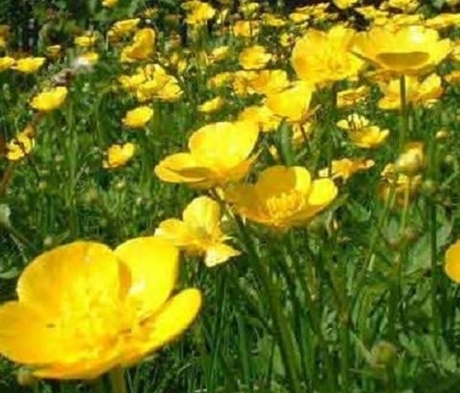 Meadow Buttercup Plants | Ranunculus acris | Buy Online - Landlife ...