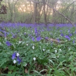 Bluebell\u0020Bulbs\u0020\u002D\u0020Woodland\u0020Grown\u0020\u0028Hyacinthoides\u0020non\u002Dscripta\u0029