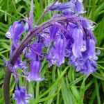 Bluebell\u0020Bulbs\u0020\u002D\u0020Woodland\u0020Grown\u0020\u0028Hyacinthoides\u0020non\u002Dscripta\u0029