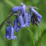 Bluebell\u0020Bulbs\u0020\u002D\u0020Woodland\u0020Grown\u0020\u0028Hyacinthoides\u0020non\u002Dscripta\u0029