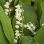 Lily\u0020of\u0020the\u0020Valley\u0020Bulbs\u0020In\u0020The\u0020Green\u0020\u0028Convallaria\u0020majalis\u0029