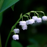 Lily\u0020of\u0020the\u0020Valley\u0020Bulbs\u0020In\u0020The\u0020Green\u0020\u0028Convallaria\u0020majalis\u0029