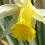 Wild\u0020Daffodil