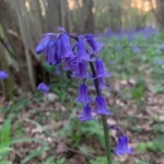 Bluebell\u0020Bulbs\u0020\u002D\u0020Woodland\u0020Grown\u0020\u0028Hyacinthoides\u0020non\u002Dscripta\u0029