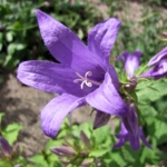 Giant\u0020Bellflower\u0020Plants\u0020\u0028Campanula\u0020Latifolia\u0029