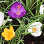 Large\u0020Flowering\u0020Mixed\u0020Crocus\u0020Bulbs