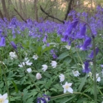 Bluebell\u0020Bulbs\u0020\u002D\u0020Woodland\u0020Grown\u0020\u0028Hyacinthoides\u0020non\u002Dscripta\u0029